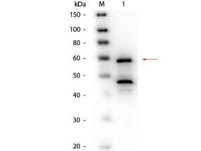 Western Blot: Choline Oxidase Antibody [HRP] [NBP1-77564] - Lane 1: Bilirubin Oxidase (Myrothecium verrucaria). Load: 50 ng per lane. Primary antibody: Goat anti-Bilirubin Oxidase (Myrothecium verrucaria) Antibody Biotin Conjugated at 1:1,000 overnight at 4C. Secondary antibody: HRP Streptavidin 1:40,000 in incubated with blocking buffer for 30 min at RT. Block: incubated with blocking buffer for 30 minutes at RT. Predicted/Observed size: 64 kDa, 60 kDa for Bilirubin Oxidase. Other band(s): Bilirubin Oxidase splice variants and isoforms.